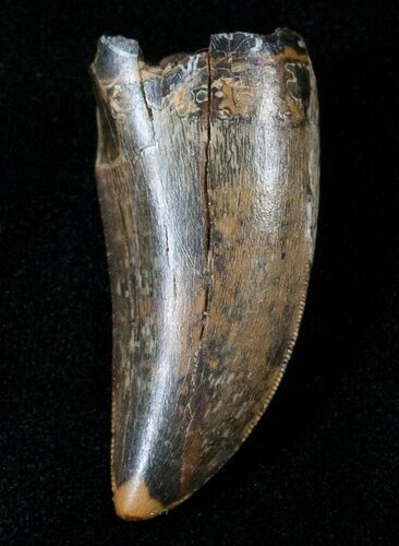 Tyrannosaur Tooth - Fine Serrations #15346